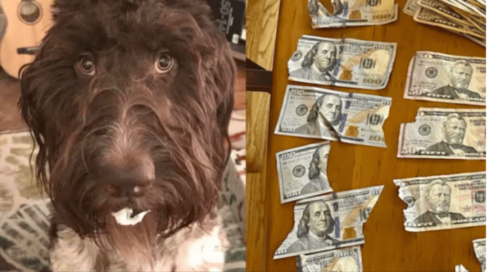 Dog Eats Notes